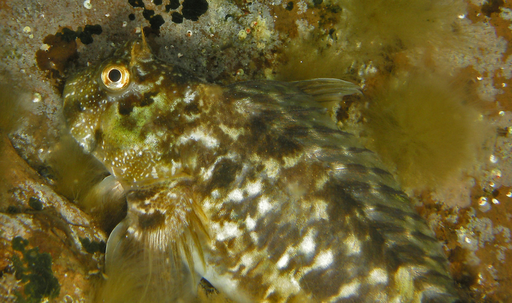 Marbled Blenny