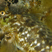 Seaweed Blenny - Photo (c) cory-pittman, some rights reserved (CC BY-NC)