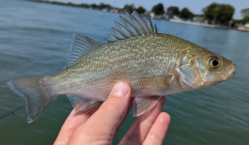 White Perch