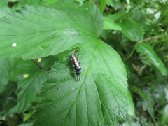 Macrophya punctumalbum