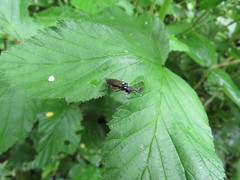 Macrophya punctumalbum