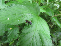 Macrophya punctumalbum
