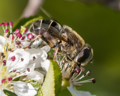 Eristalis obscura