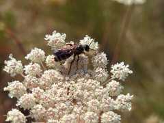 Colpa quinquecincta