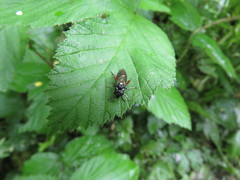 Macrophya punctumalbum