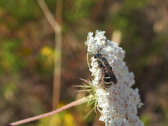 Colpa quinquecincta