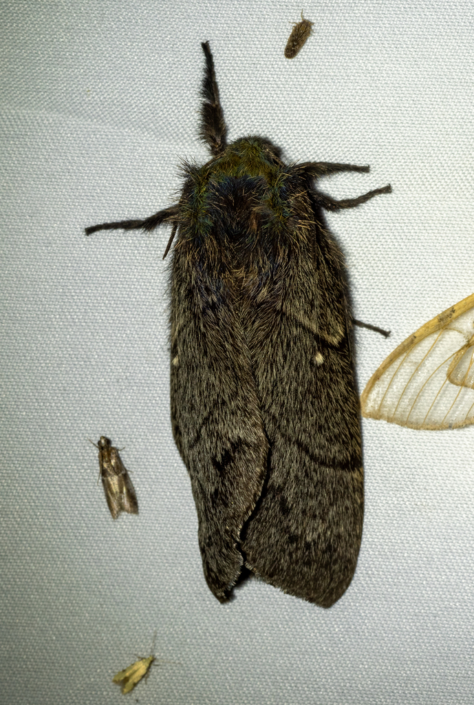 Sooty Lappet