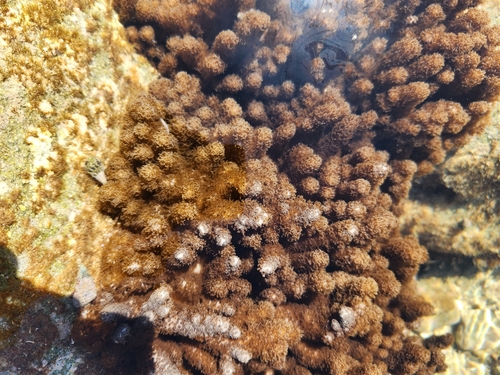 Cladiella observed 2024-08-31