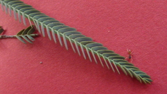 Chamaecrista flexuosa