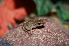 Eleutherodactylus verrucipes