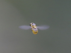 Chlorops