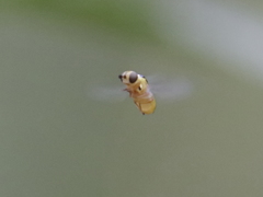 Chlorops