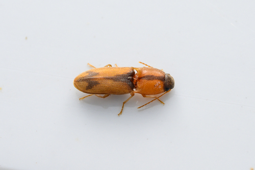 Drasterius agnatus