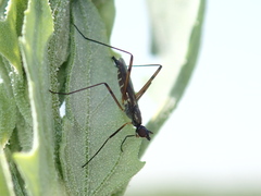 Micropeza corrigiolata
