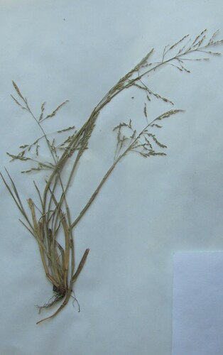 Puccinellia distans iNat (1)