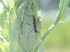 Micropeza corrigiolata