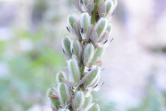 Lupinus polyphyllus polyphyllus