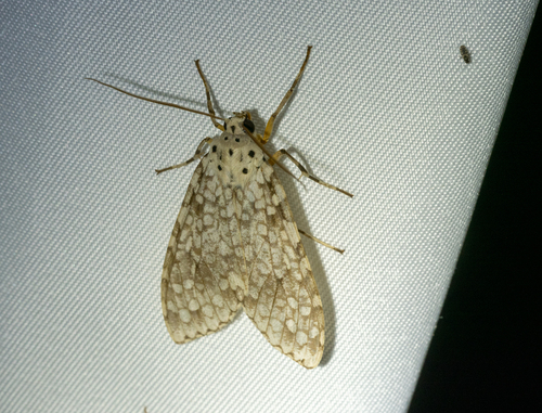 Arizona Tussock Moth photo 3