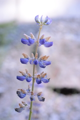 Lupinus polyphyllus polyphyllus
