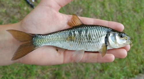 Striped Shiner