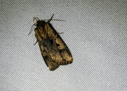 Dichagyris cataclivis photo 5