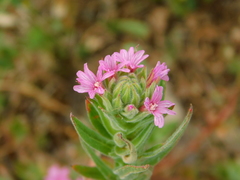 Epilobium densiflorum