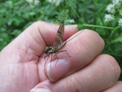 Ecdyonurus torrentis