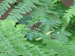 Ecdyonurus torrentis