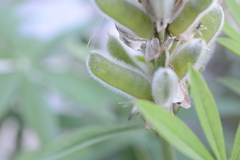 Lupinus polyphyllus polyphyllus