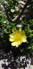 Pereskiopsis diguetii