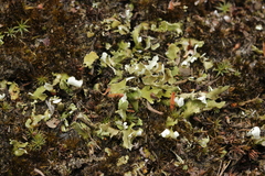 Cladonia foliacea