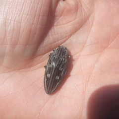 Chalcophora mariana