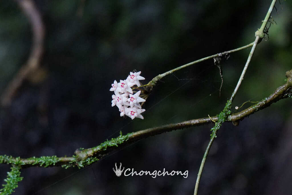 Hoya ovalifolia (Hoya ovalifolia)