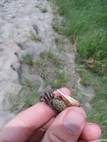 Leptuca panacea