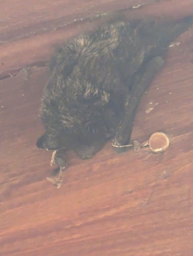 Silver-haired Bat photographed in Idaho
