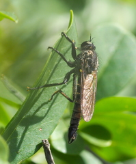 Didysmachus picipes