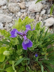 Iris hookeri