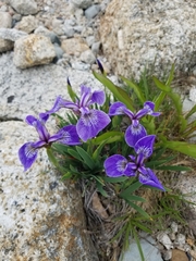 Iris hookeri