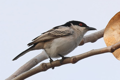 Black-Backed Puffback photo 3