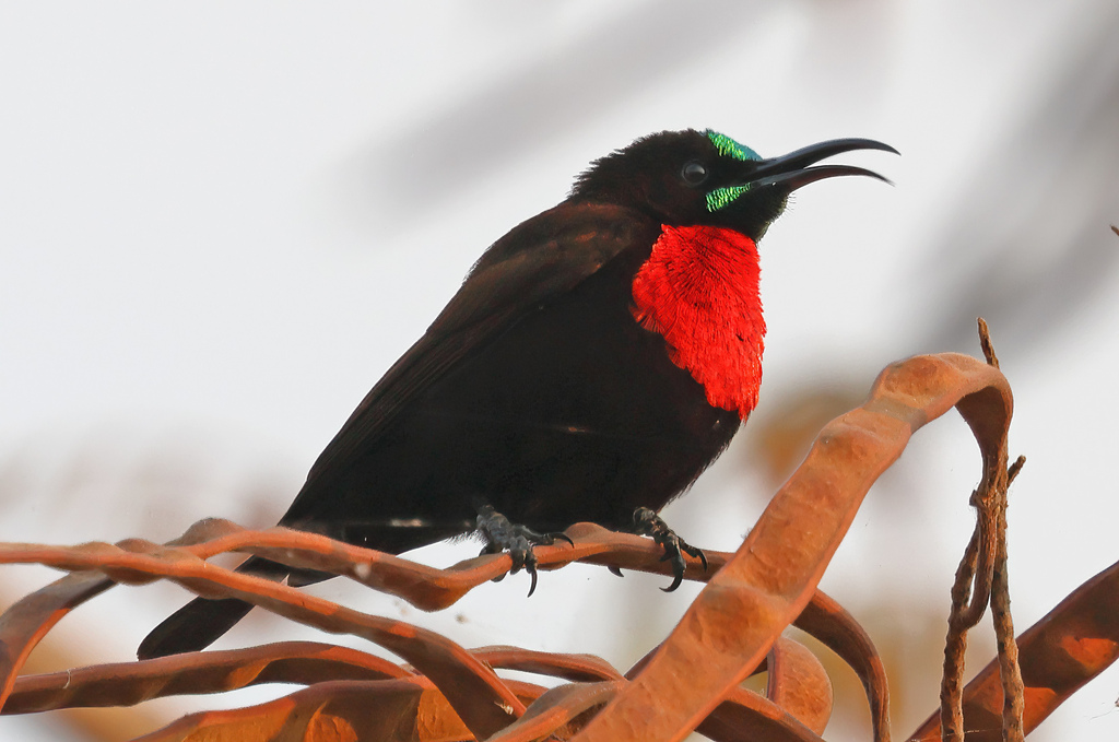 Scarlet-Chested Sunbird