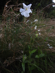 Silene latifolia