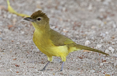 Yellow-Bellied Greenbul photo 2