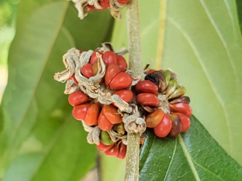 Glochidion philippicum (Glochidion philippicum)