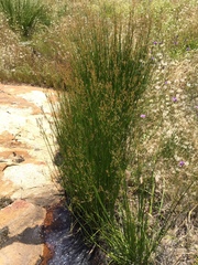 Juncus dubius