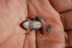 Eleutherodactylus verrucipes