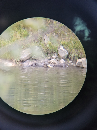 North American River Otter photographed in Wyoming