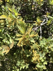 Quercus vacciniifolia