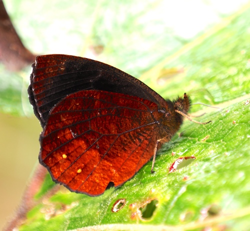Pedaliodes polusca