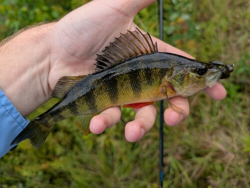 Yellow perch (Perca flavescens) — Percidae — 3