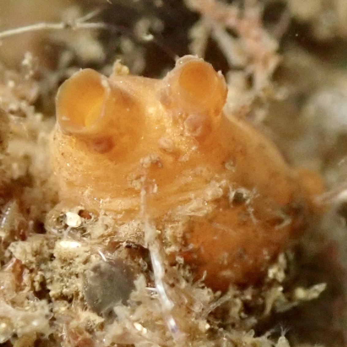 Molgula ficus (Macdonald, 1859)